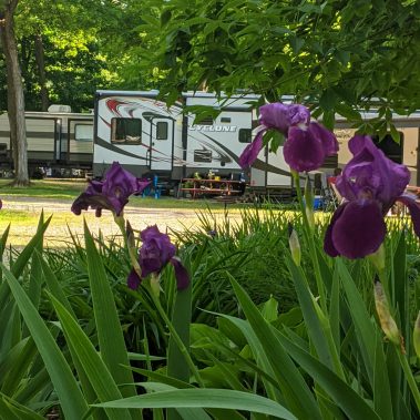flowers with rv in the background