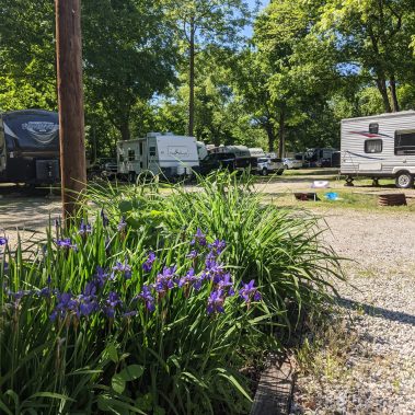 flowers with rv in background